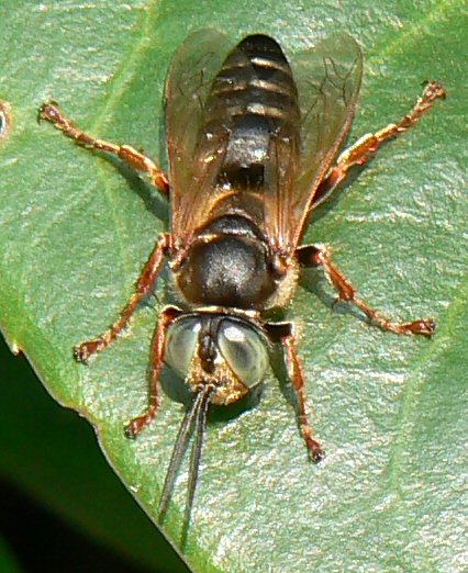 Tachytes etruscus (Crabronidae)